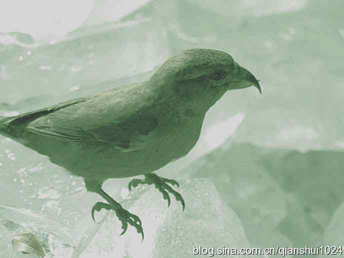 虎年最后一只鸟.交嘴雀(植物园)