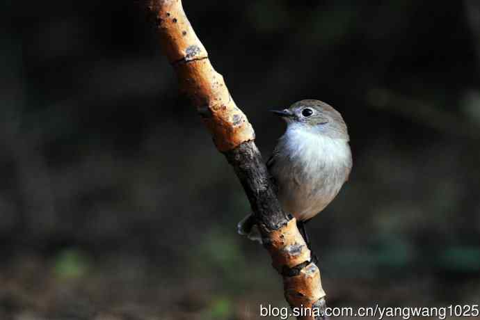 红喉姬鹟（13）