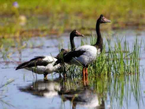 猎奇：十大奇异的雁鸭之一（叫鸭、天鹅）