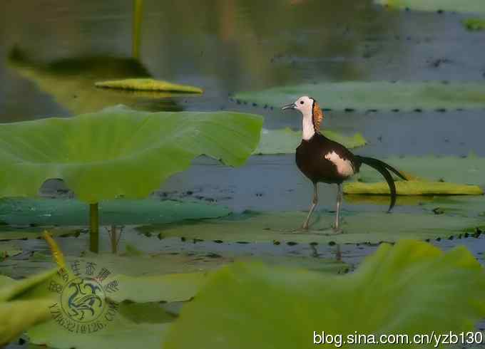凌波仙子鈥斺斘业拿沃星槿耍ㄗ橥迹22张图片）