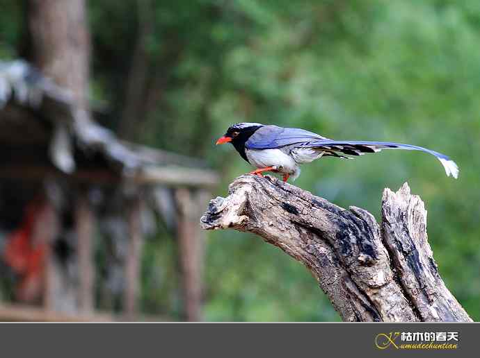 休闲拍鸟之二:红嘴蓝鹊 休闲拍鸟之二:红嘴蓝鹊