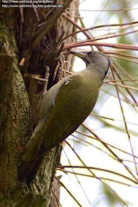 灰头绿啄木鸟