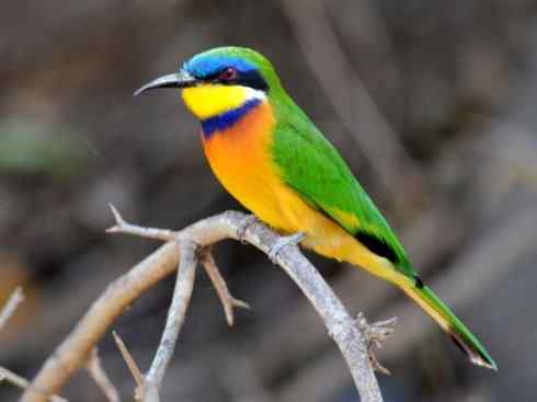 绝色攀禽：佛法僧目之蜂虎2