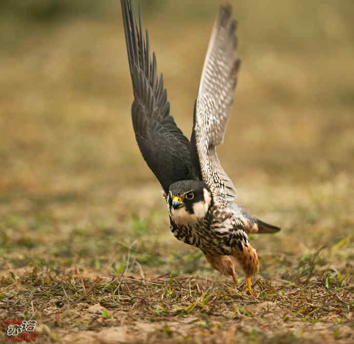 官厅水库&nbsp;wbr路&nbsp;wbr再拍燕隼