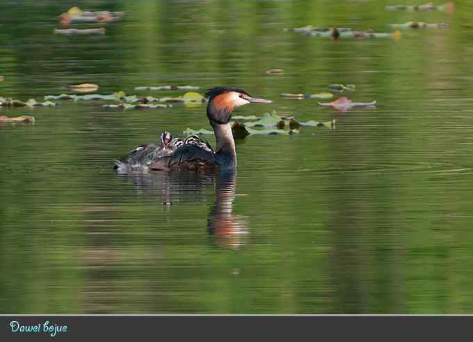 绿意倒映中的pt家园