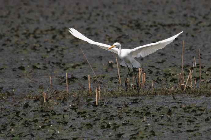 摄鸟拾趣 wbr wbr白鹭（二）