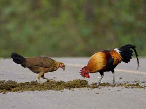 凤凰：传说的鸟原型探秘（原鸡）