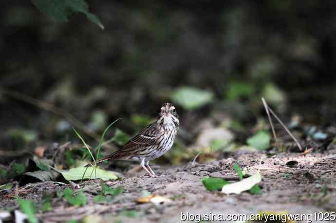 三道眉草鹀（2）