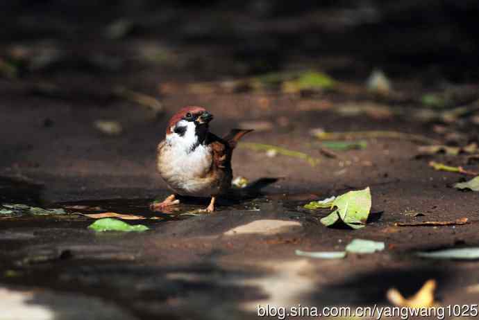 杂片（立冬所获）