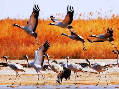 自然奇观：动物大迁徙(鹤类)