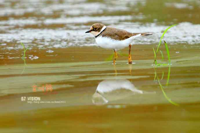 几张金眶鸻祝鸟友们国庆快乐