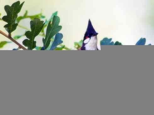 家禽驯化之源之三十（红耳鹎、领雀嘴鹎）