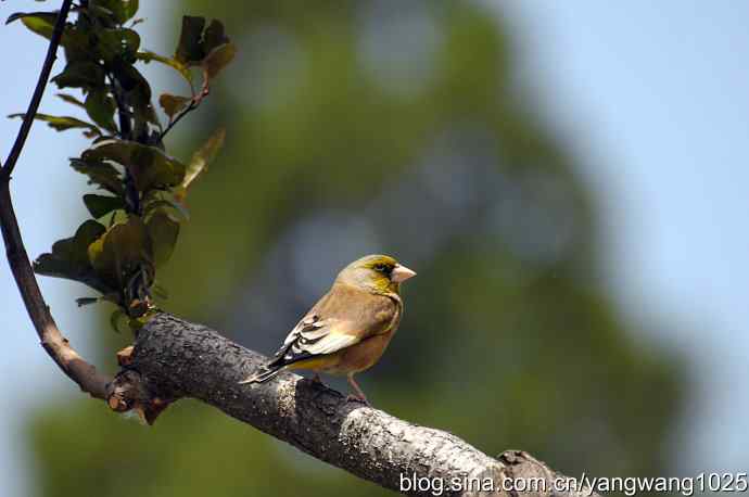 明星风范(拍摄金翅鸟纪实) 明星风范(拍摄金翅鸟纪实)