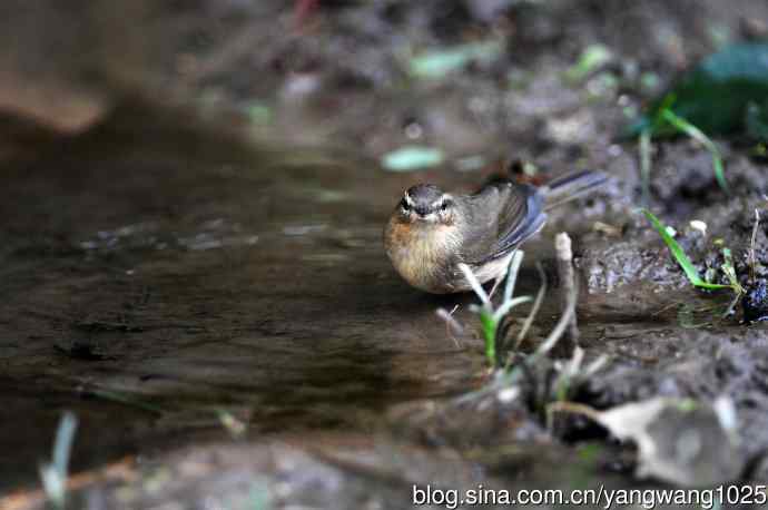 北京天坛公园的鸟类——巨嘴柳莺（5）