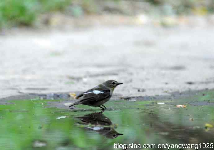 白眉姬鹟（雌性）