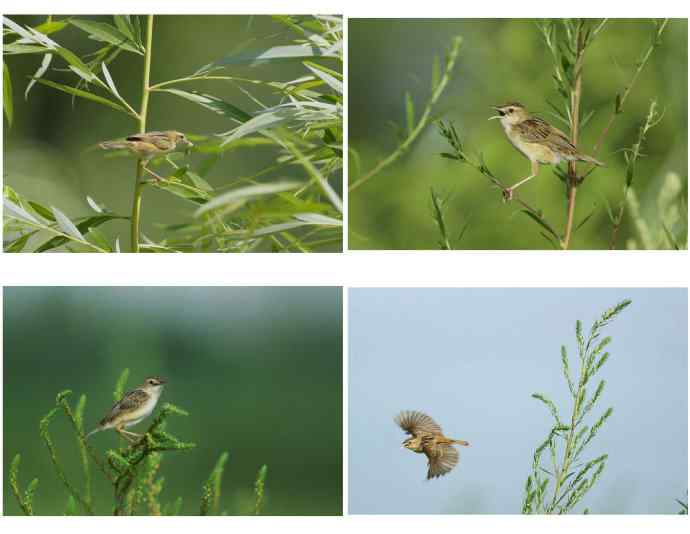 鸟荒时节的新宠 鸟荒时节的新宠
