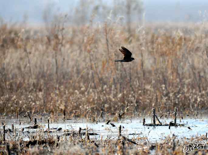官厅水库&nbsp;wbr路&nbsp;wbr四种猛禽