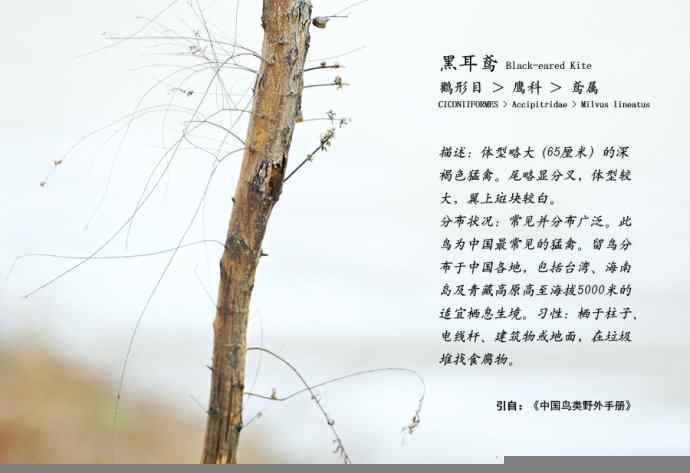 对黑耳鸢K07-012837的12次记录 对黑耳鸢K07-012837的12次记录