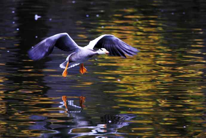 斑头雁（抓拍）6