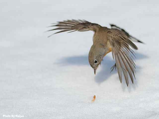 红胸姬鹟演绎冬天里的童话