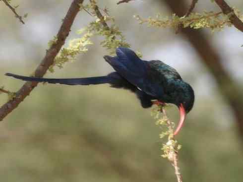 绝色攀禽:戴胜与林戴胜 绝色攀禽:戴胜与林戴胜