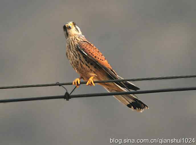 红隼的美味午餐(白河湾)