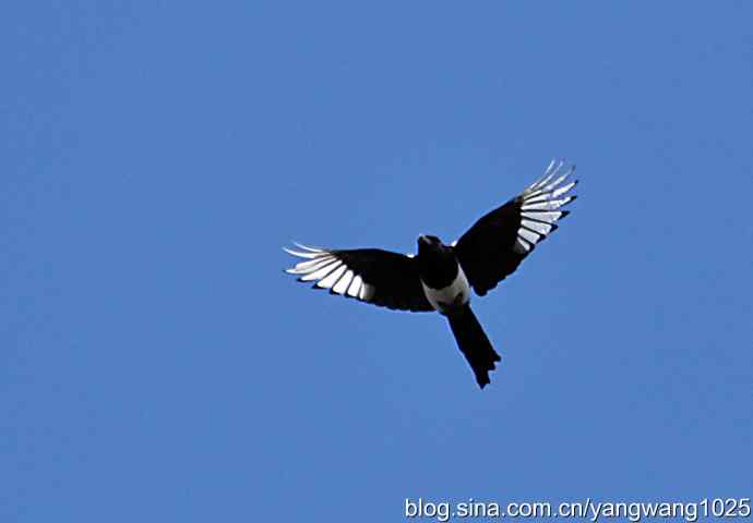 习作(喜鹊) 习作(喜鹊)