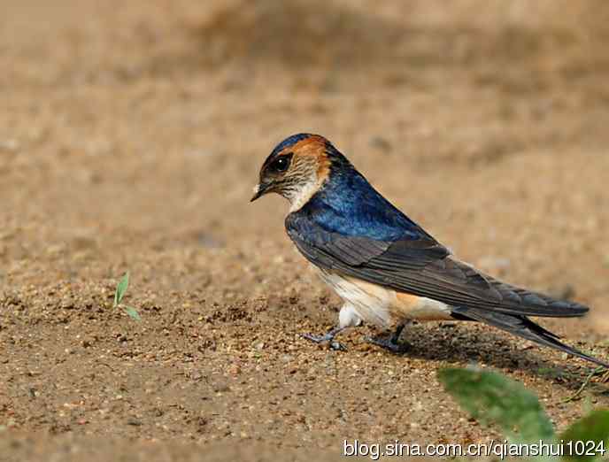 小燕子,穿花衣(金腰燕)