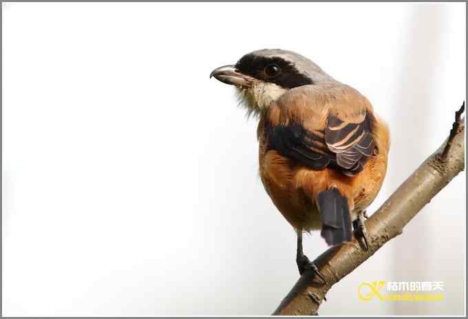 棕腹啄木鸟和其他【照片】