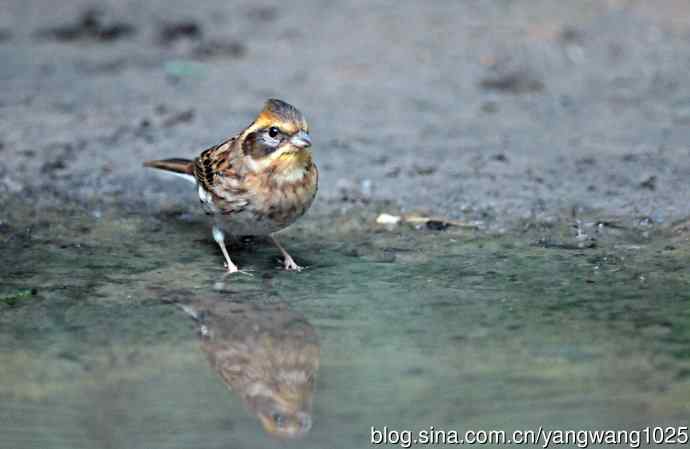 雌性黄喉鹀（10）