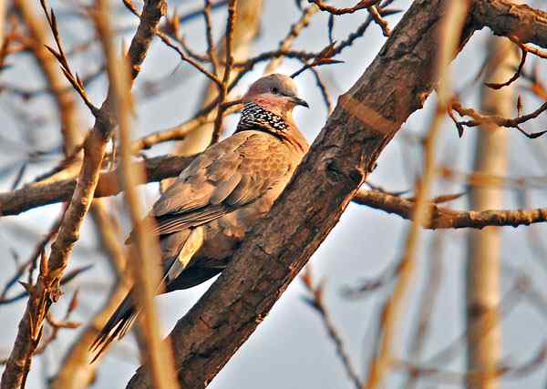家乡的鸟（4），珠颈斑鸠（组图）