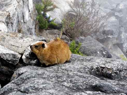 动物世界:山寨还是原创之十 动物世界:山寨还是原创之十