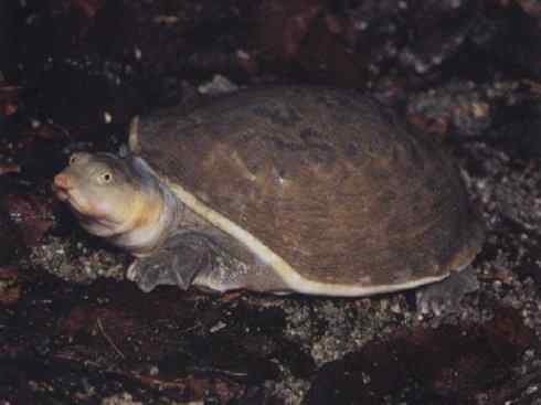 玄武:传说的兽原型探秘(鳖) 玄武:传说的兽原型探秘(鳖)