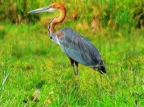 天生猎手：非猛禽类猎手之六（重量级的杀手——大型鹭鸟）