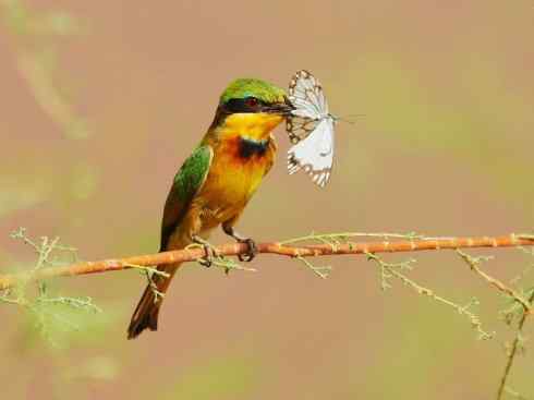 绝色攀禽：佛法僧目之蜂虎4