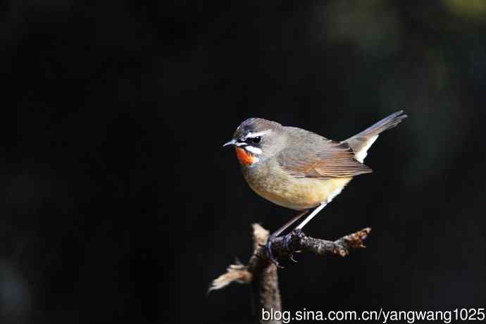 红喉歌鸲（15）
