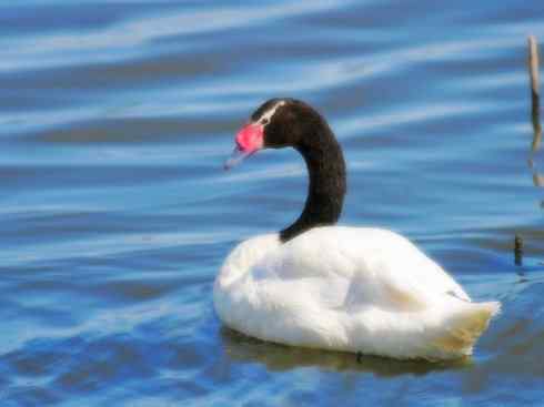 奇特的盔：黑颈天鹅