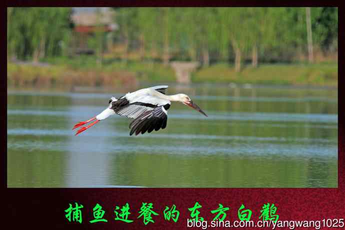 捕鱼进餐的东方白鹳