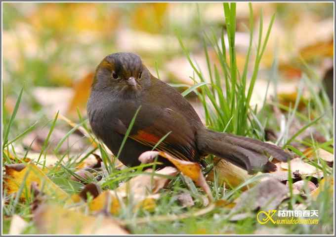 全球濒危的中国四川特有鸟鈥斺敾倚剞答獭菊掌