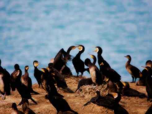 家禽驯化之源之四