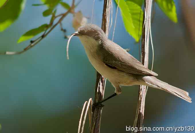 不常见的白喉林莺（组图，6张图片）