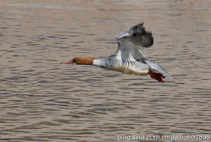 白河峡谷：鹮嘴儿小猫拍不够