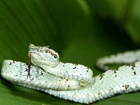 龙：传说的兽原型探秘（响尾蛇类）