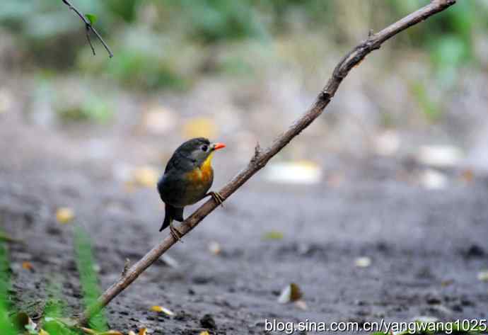 又遇相思鸟(1) 又遇相思鸟(1)