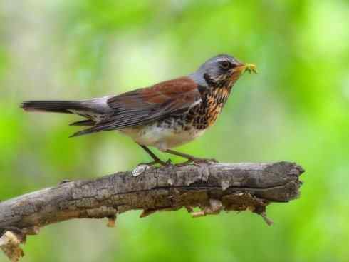 美丽无罪：雀鸟之矶鸫