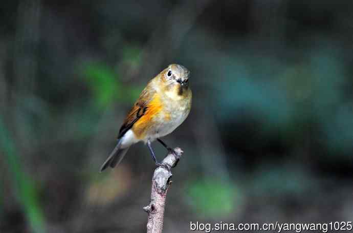 雌性红胁蓝尾鸲（47）