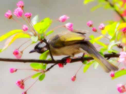 家禽驯化之源之三十（红耳鹎、领雀嘴鹎）