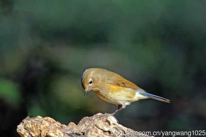 雌性红胁蓝尾鸲（73）