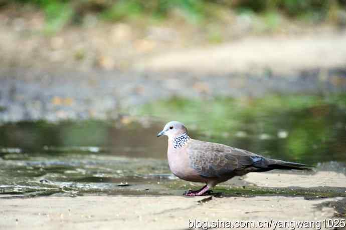 珠颈斑鸠（随拍）1