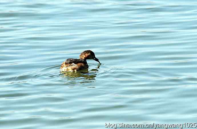 颐和园的收获（潜鸟）